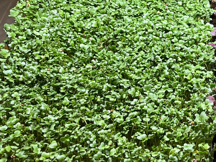 3 oz Broccoli Microgreens