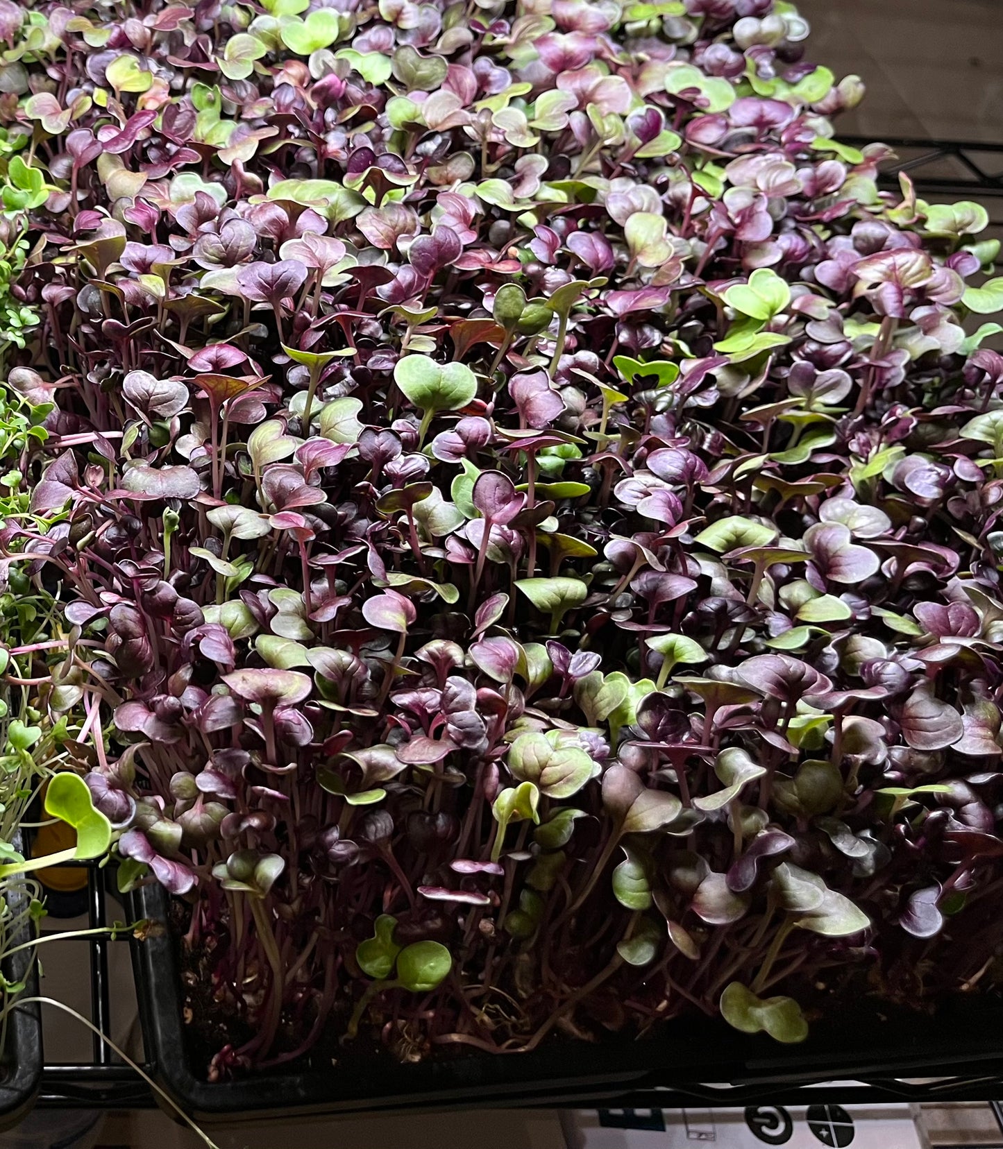 3 oz Rambo Radish Microgreens