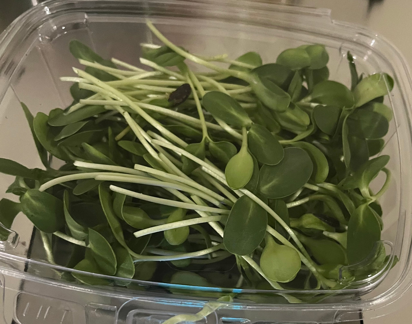 3 oz Black Oil Sunflower Microgreens