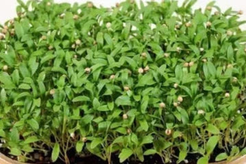 3 oz Cilantro Microgreens