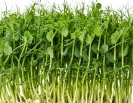 3 oz Green Pea Microgreens