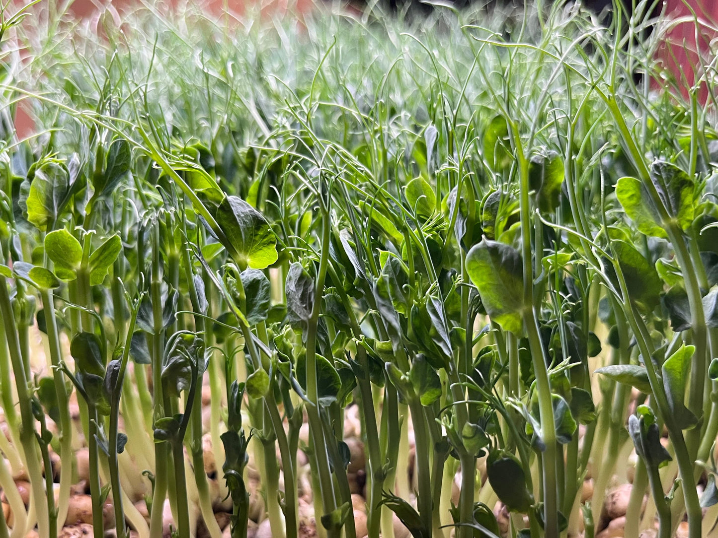 2 oz Green Pea Microgreens