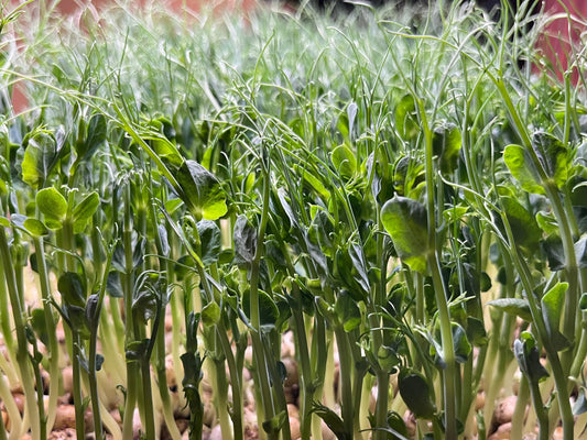 2 oz Green Pea Microgreens