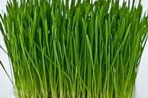 3 oz Wheatgrass